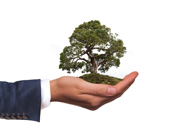 Duiken in de wereld van bonsai: van geschiedenis en soorten tot verzorging en vormgeving
