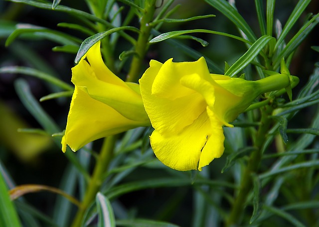 Portugese laurier pot: een groene blikvanger voor je tuin