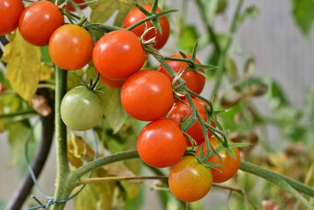 Waarop letten bij het kopen van tomatenplanten