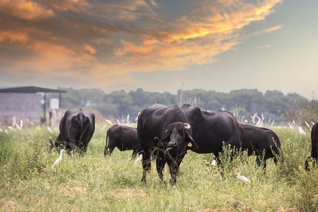 Gras bemesten: de juiste voeding voor een vol en groen gazon